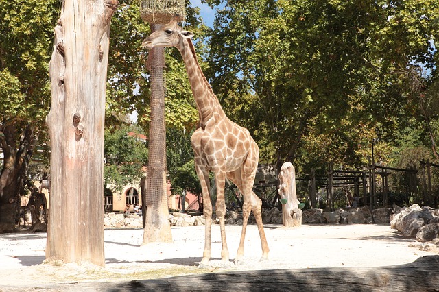 žirafa v zoo
